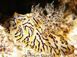 Nudibranch - Halgerda willeyi by Hisham Elshafie 